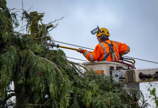 How Our Tree Care Process Works  in  Reminderville, OH