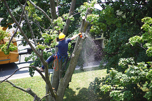 Reliable Reminderville, OH Tree Services Solutions